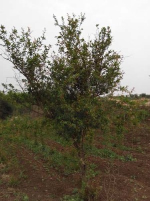 白花玉石籽古石榴树生产基地