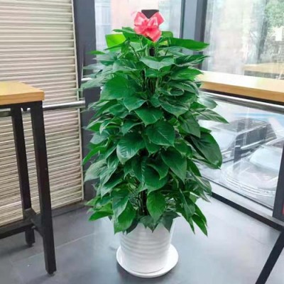 大新植物租赁价格