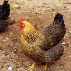 贵州正规的仙居鸡养殖出售