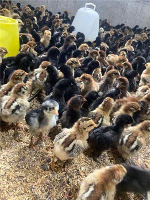 贵州靠谱的仙居鸡养殖厂家定制