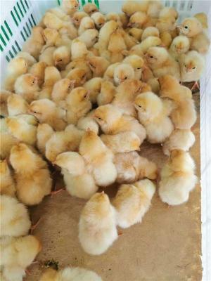 广西正规的胡须鸡养殖生产厂商销售