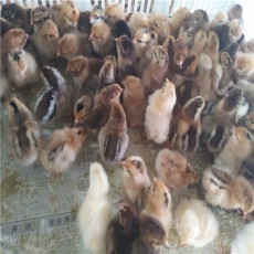 安徽靠谱的七彩山鸡养殖出售