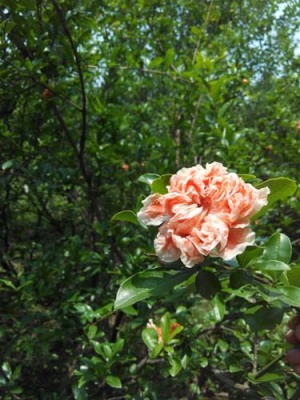 牡丹花石榴价格