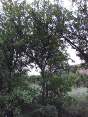 河南红玛瑙大石榴树价格