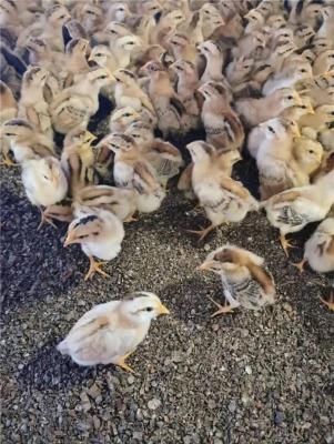 河南价格低的芦花鸡养殖生产厂商定制