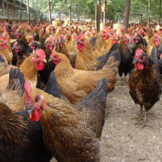 山东价格低的芦花鸡养殖厂家定制
