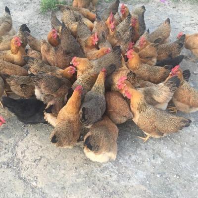 河南价格低的芦花鸡养殖生产厂商定制