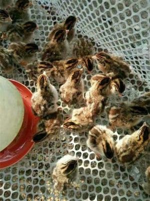 江苏价格低的家禽养殖生产厂商联系方式