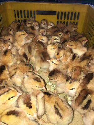 湖南好口碑的寿光鸡养殖厂家定制