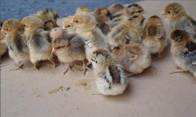 福建正规的鸡养殖生产厂商联系方式