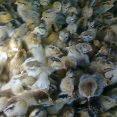 安徽靠谱的仙居鸡养殖供应商