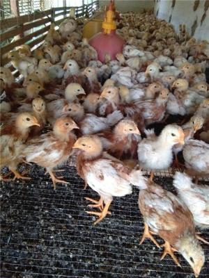 山东价格低的家禽养殖报价单