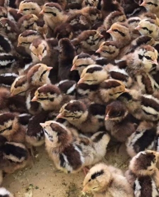 安徽价格低的霞烟鸡养殖供应商