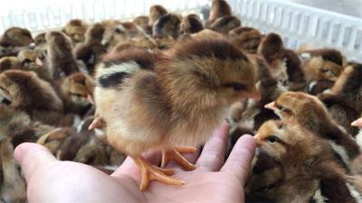 安徽靠谱的仙居鸡养殖供应商