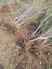 鹰潭白花玉石籽大石榴树价格