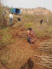 许昌牡丹花石榴品种