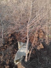 鹰潭红花玉石籽石榴图片