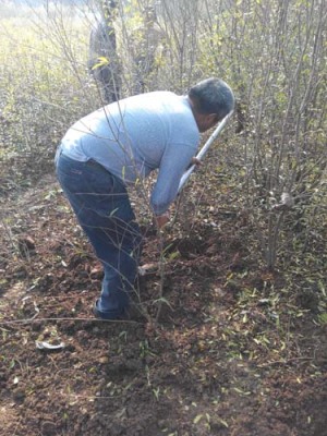 宿迁青皮石榴树苗图片