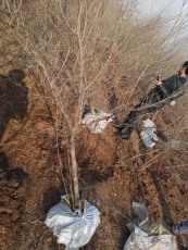 鹰潭白花玉石籽石榴品种排名