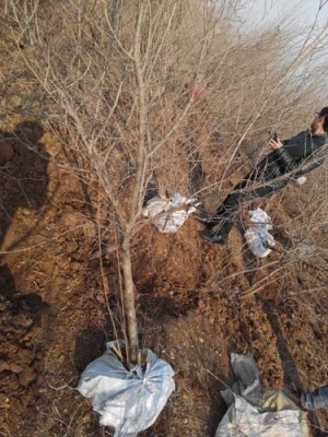 鹰潭白花玉石籽石榴品种排名