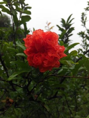 鹰潭红花玉石籽石榴图片