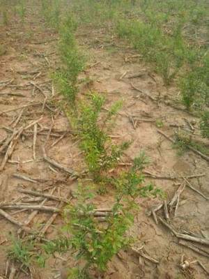 永州红玛瑙大石榴树种植技术