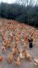 海南好口碑的珍珠鸡养殖批发