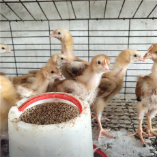 安徽好口碑的土鸡养殖收费标准
