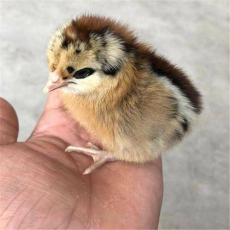 江苏放心的珍珠鸡养殖生产厂商销售