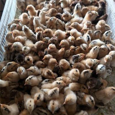 江苏好口碑的胡须鸡养殖加工