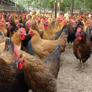 山东价格低的七彩山鸡养殖多少钱