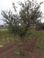 郑州红花玉石籽石榴价格