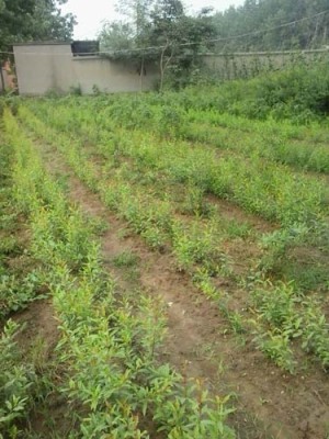 宿迁白花玉石籽大石榴树生产基地