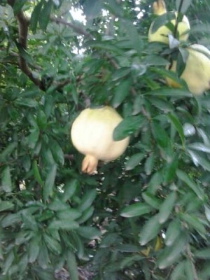 芜湖红花玉石籽石榴树苗价格