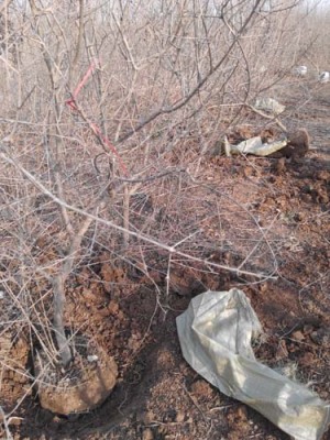 青岛红花玉石籽大石榴树品种