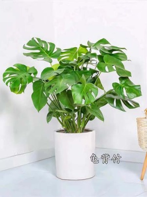 胜浦室内植物租赁电话