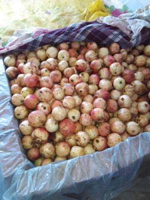 山东青皮古石榴树图片