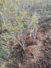安徽红玛瑙石榴种植技术