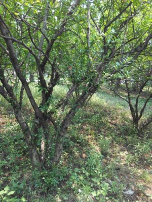 扬州红花玉石籽石榴品种排名