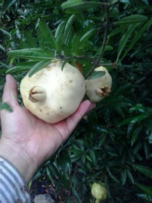 株洲白花玉石籽石榴品种排名
