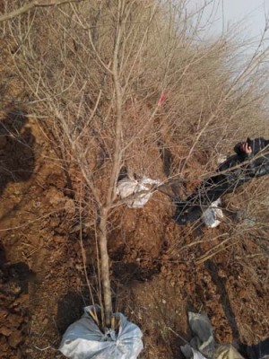 河南红玛瑙古石榴树品种排名