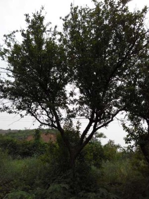 江西红花玉石籽大石榴树品种