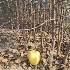 宁夏0.5公分维纳斯黄金苹果苗批发基地