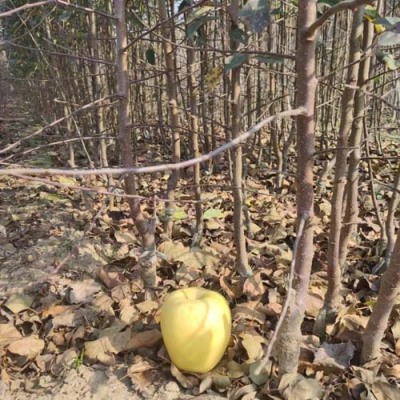 新疆4公分维纳斯黄金苹果苗种植基地