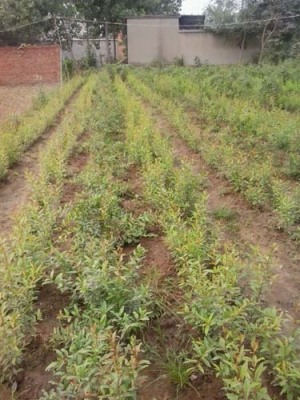 杭州牡丹花石榴种植技术