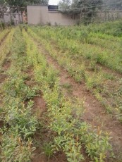 岳阳白花玉石籽古石榴树种植技术