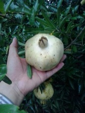 无锡红花玉石籽石榴树生产基地