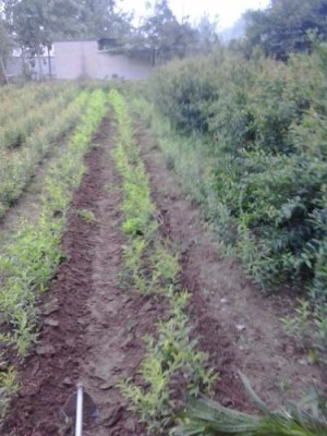 无锡红花玉石籽石榴树生产基地