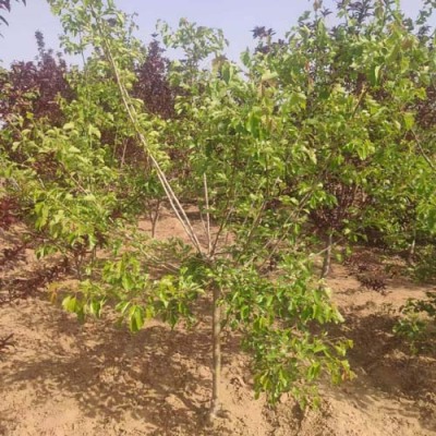 江西1.5公分甜红子山楂苗种植基地