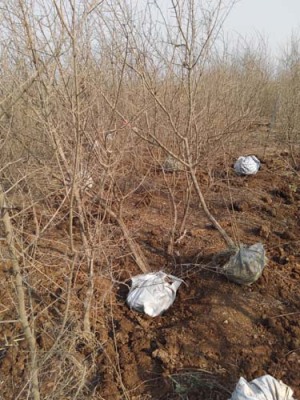 嘉兴牡丹花大石榴树生产基地